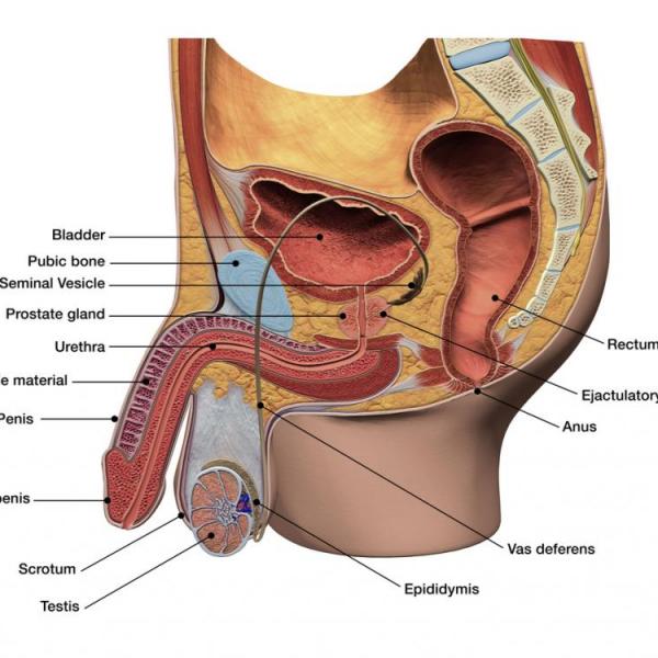 Prostate massage - understand male anatomy