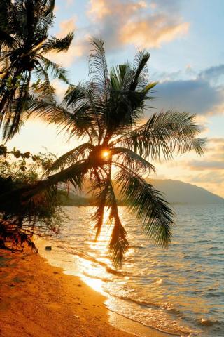 Koh Phangan coconut tree