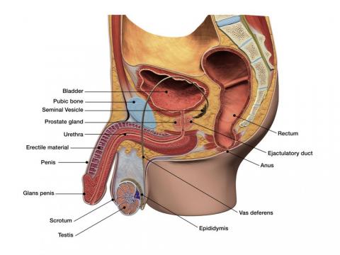 Prostate massage - understand male anatomy