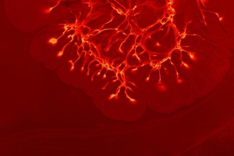 Close-up of illuminated nerve cells or neurons on red background, representing autonomic nervous system activation and sexual pleasure pathways